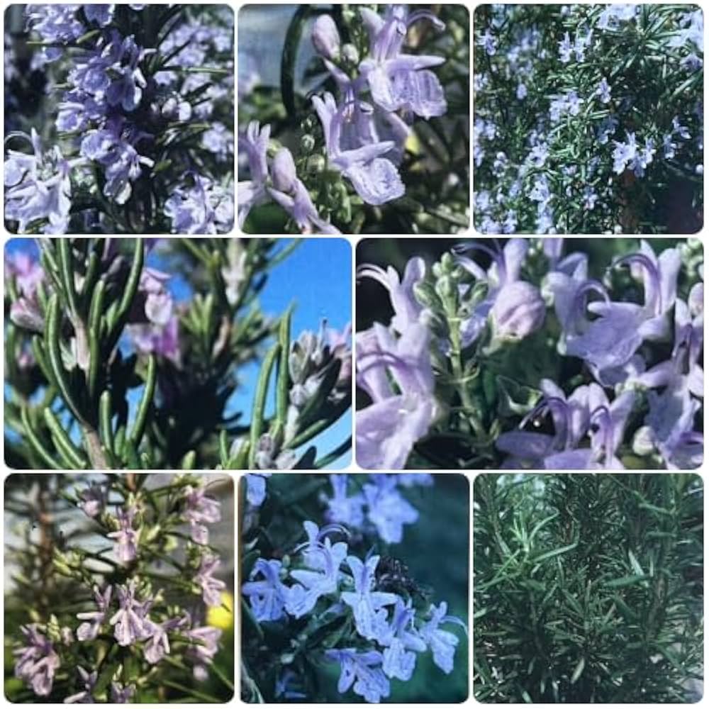 ローズマリー ローズマリー | Rosmarinus officinalis l. | かぎけん花図鑑